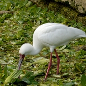 African Spoonbill